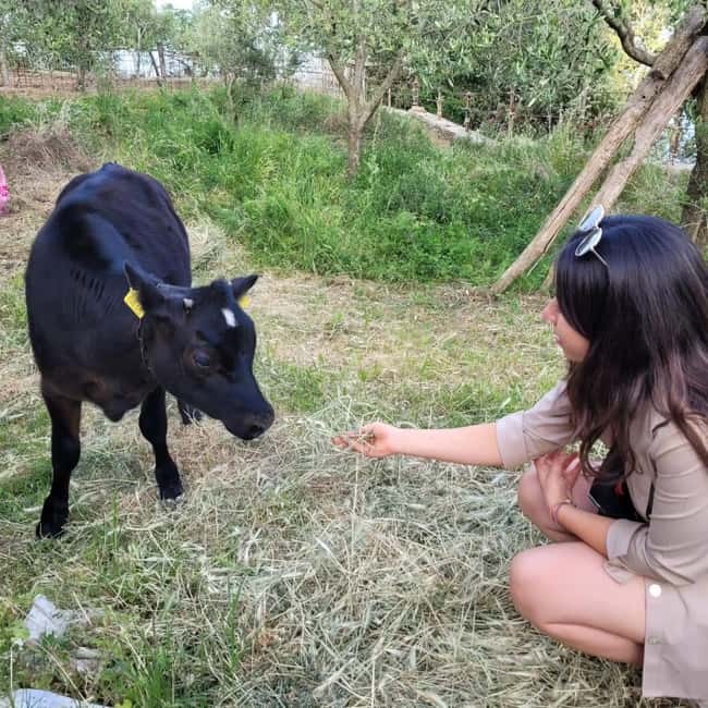 Amalfi: Milk the cows, Make Pasta, Mozzarella and Tiramisù! - Key Highlights You Should Know