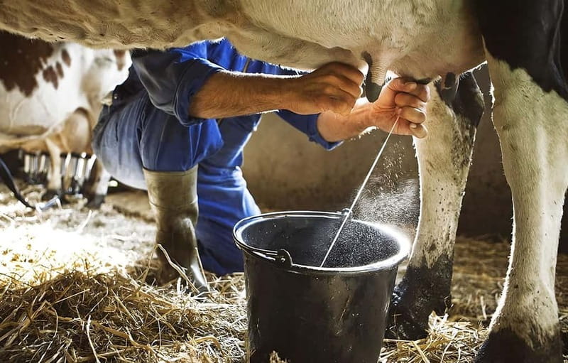Amalfi: Milk the cows, Make Pasta, Mozzarella and Tiramisù! - Agerola Farmhouse Welcome With Valentino and Real Km0 Ingredients