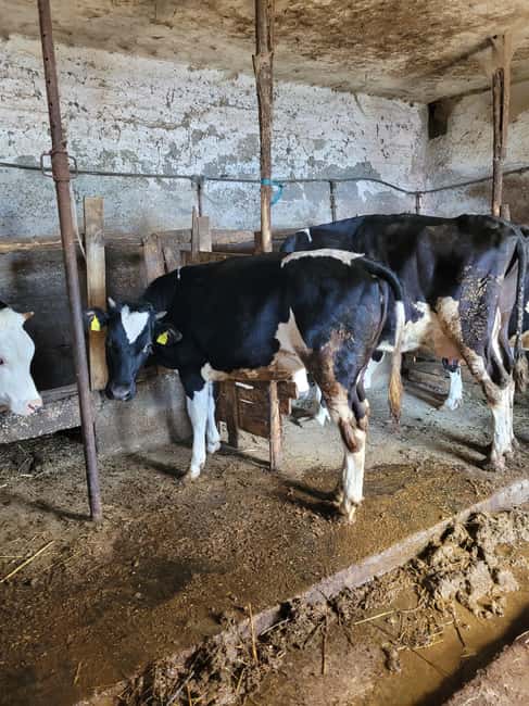 Amalfi: Milk the cows, Make Pasta, Mozzarella and Tiramisù! - Fiordilatte Mozzarella From Fresh Milk, Not a Demo