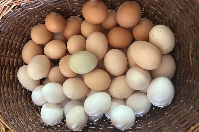 Private Home-Made Pasta Cooking Class in Pisa. - Farm and olive grove stroll while your dough rests