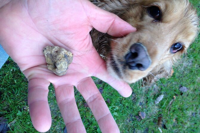 Truffle Hunting and Handmade Pasta in Ascoli Piceno - From chicken eggs to handmade tagliatelle