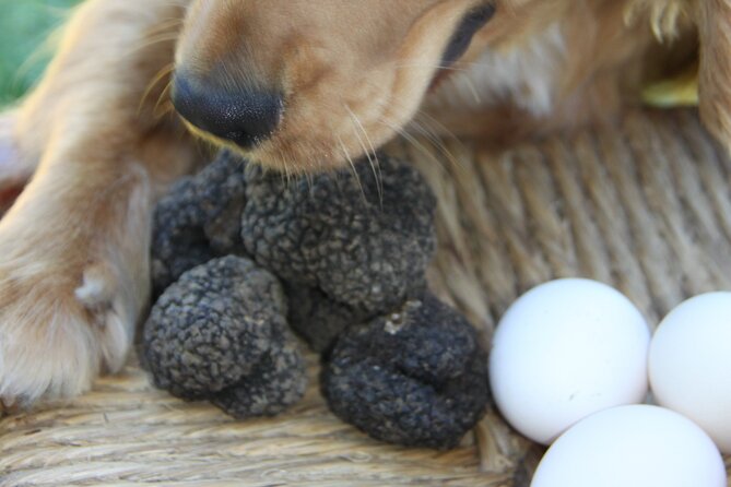 Truffle Hunting and Handmade Pasta in Ascoli Piceno - Who this tour fits best in Marche