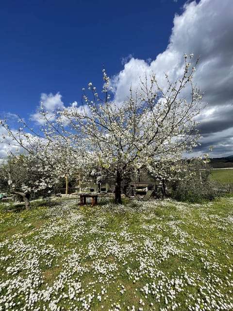 Truffle hunting in Chianti with pasta cooking class & lunch - What’s Actually Included (and What You’re Not Paying Extra For)